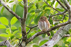 Ferruginous Pygmy-Owl